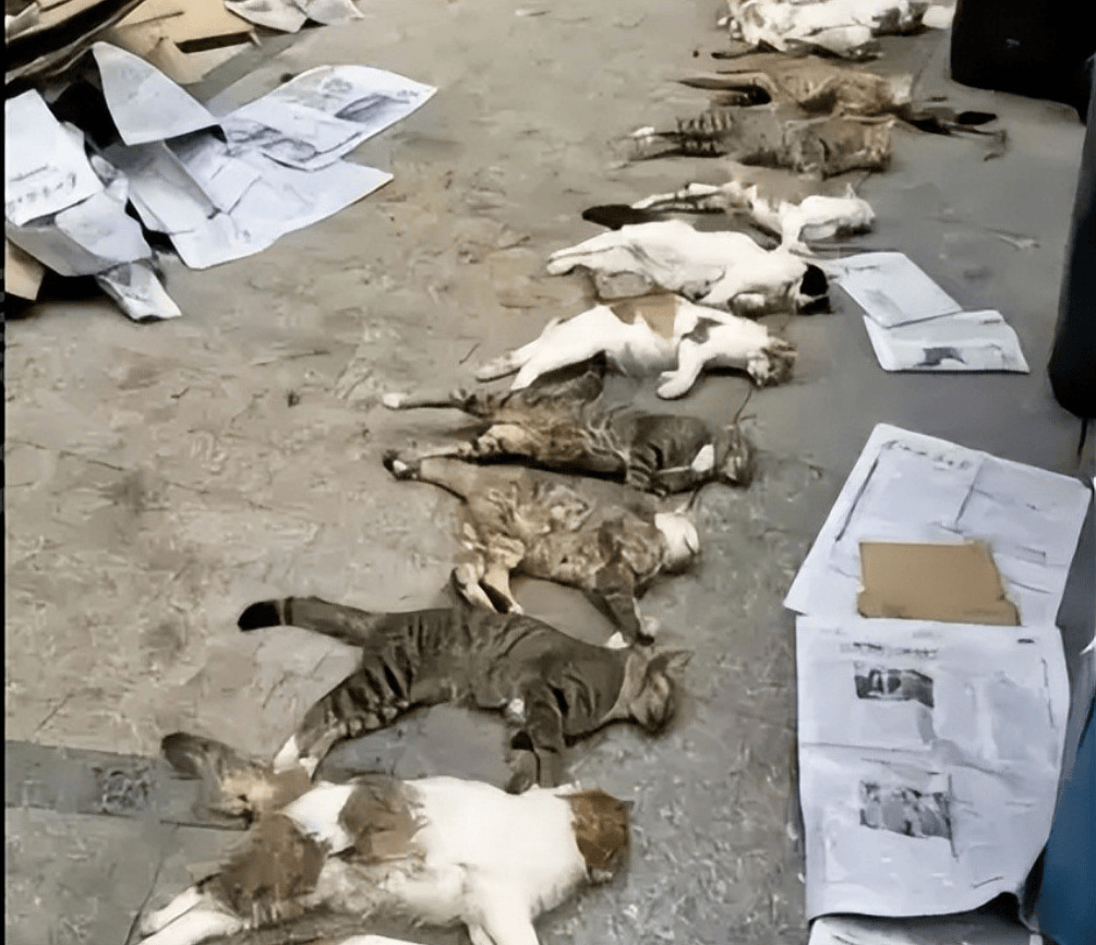 皇冠信用网代理_桂林编制考试刷掉第一名:别等社会淘汰你的孩子皇冠信用网代理,才后悔没教他