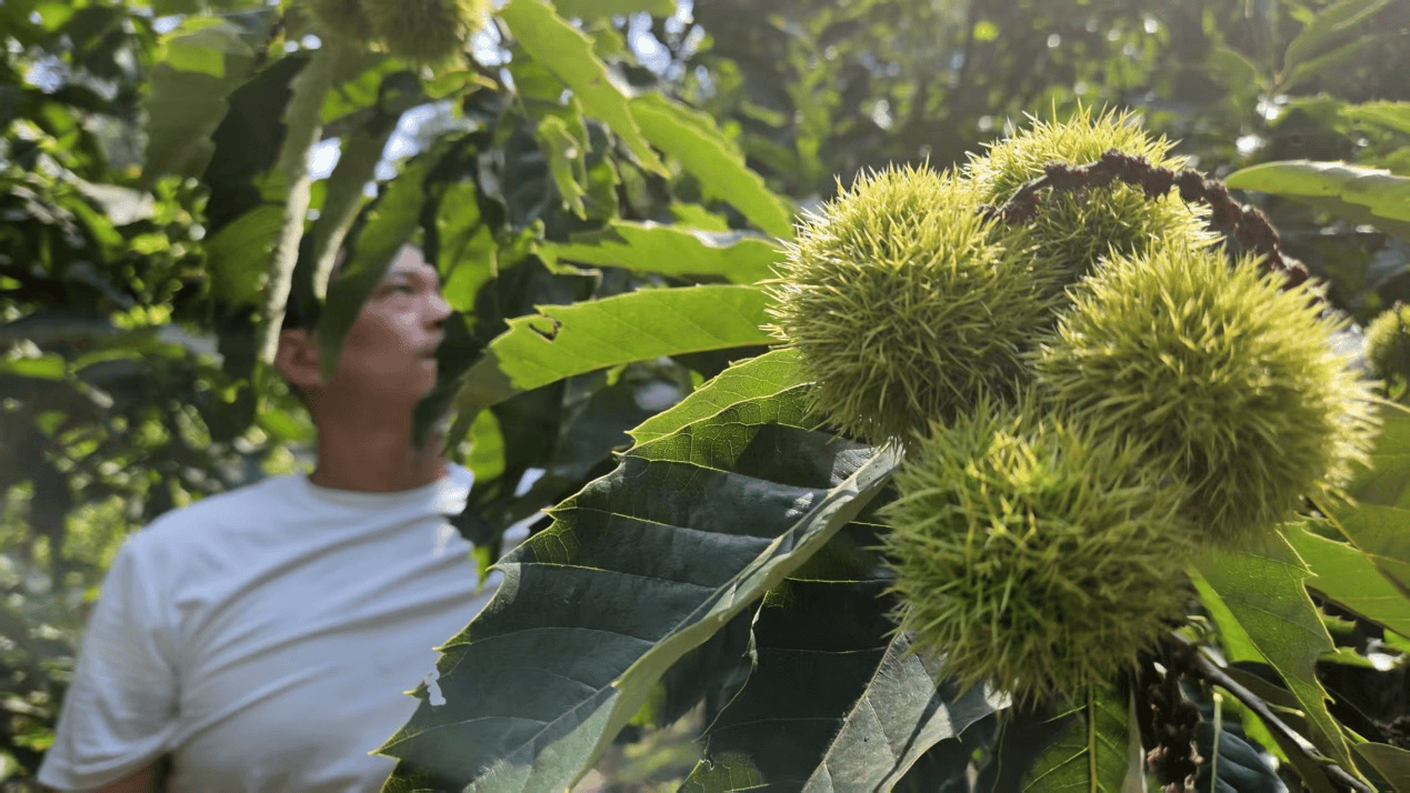 皇冠信用网登3_洪灾后的河北承德兴隆县 民宿、板栗和山楂如何恢复生机皇冠信用网登3？