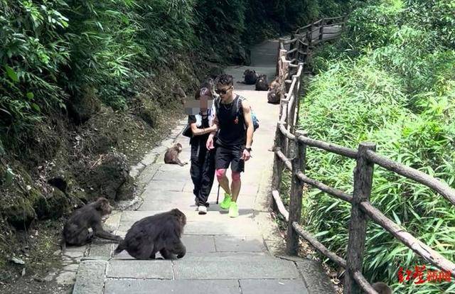 卡迪夫城vs切尔滕汉姆
_揭秘峨眉山陪爬团队:已陪爬千名游客九成为女性卡迪夫城vs切尔滕汉姆
,不会主动拉背扛抱,主要保障安全