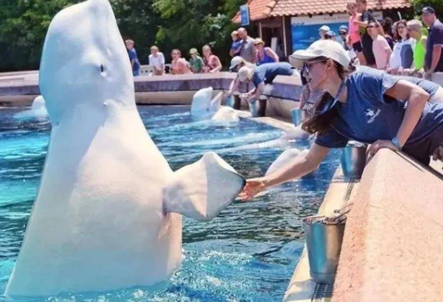 怎么注册皇冠信用网_宁愿全部安乐死怎么注册皇冠信用网，也不给中国？加拿大养不起30头白鲸，中国愿接手，然而...