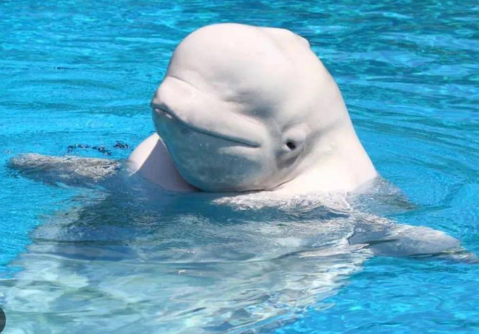 怎么注册皇冠信用网_宁愿全部安乐死怎么注册皇冠信用网，也不给中国？加拿大养不起30头白鲸，中国愿接手，然而...