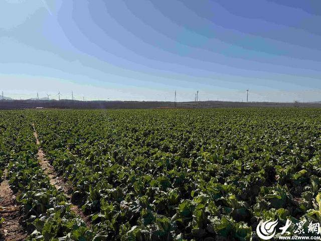 皇冠信用平台出租_山东青岛：全国首批“板蓝根白菜”喜获丰收皇冠信用平台出租，正式上市！首批10万棵已被上海采购商“包圆”