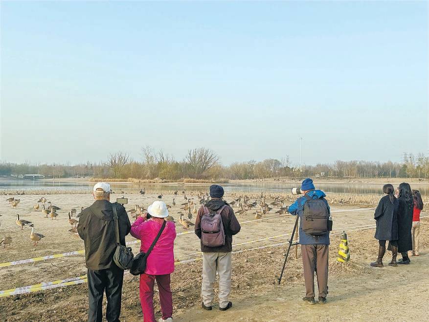 皇冠体育App下载_“大姐皇冠体育App下载，再喂它们就走不了了！”