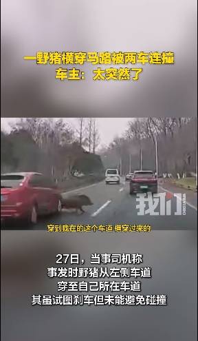 皇冠信用网开户_南京一头野猪横穿马路被两车连撞皇冠信用网开户，车主称“太突然了”