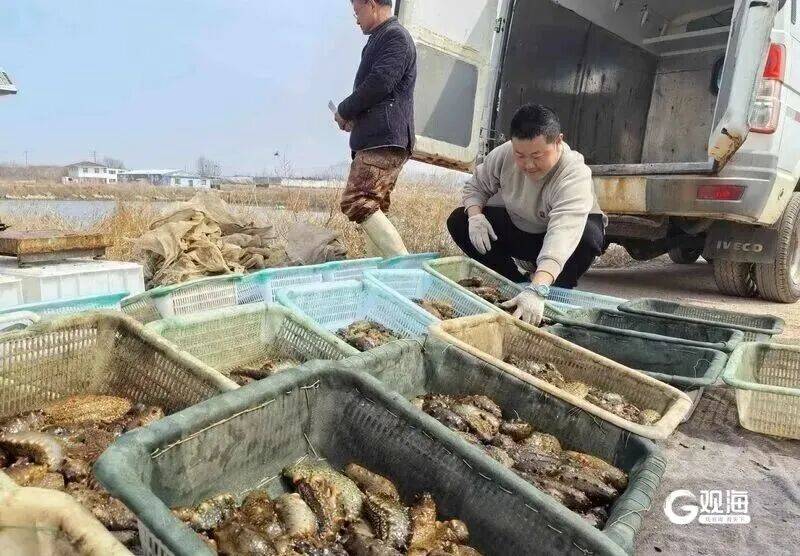 皇冠信用
_个大鲜肥!青岛这种海鲜正大量上市皇冠信用
,每天几万斤,一上岸就被抢……