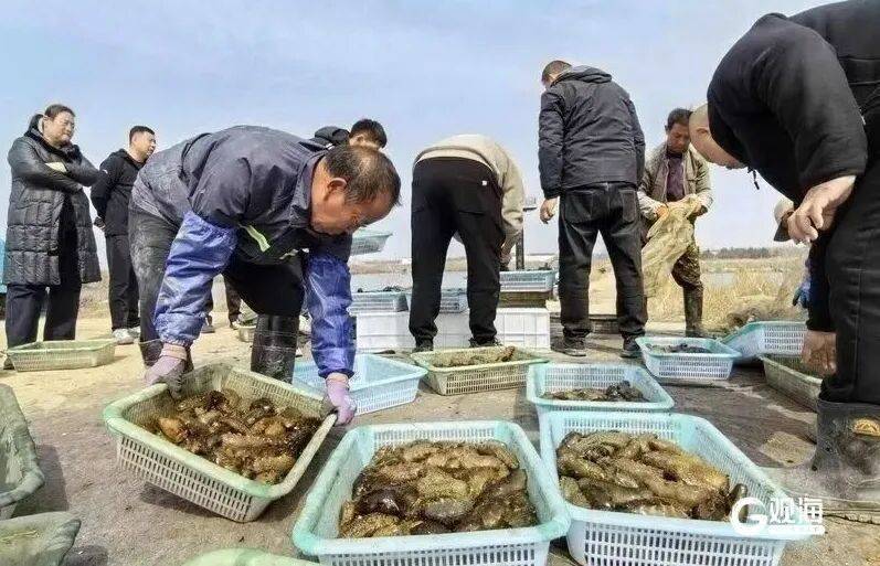 皇冠信用
_个大鲜肥!青岛这种海鲜正大量上市皇冠信用
,每天几万斤,一上岸就被抢……