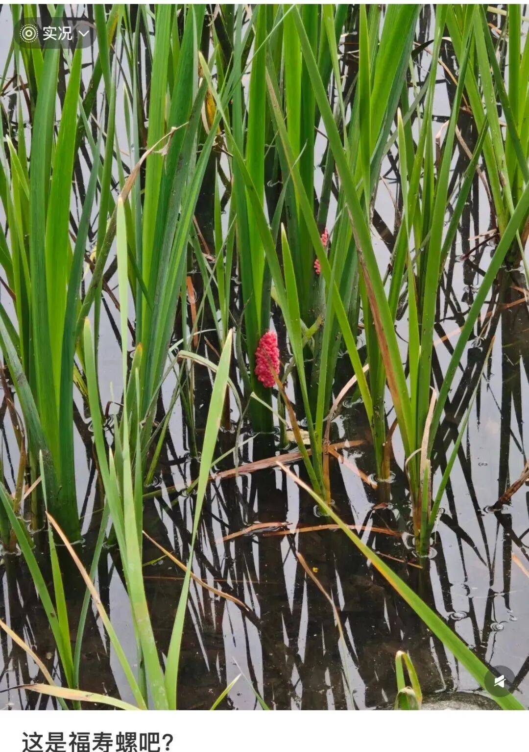 皇冠在线客服_别吃！寄生虫多达6000条皇冠在线客服，近期正大量出现，严重可致死