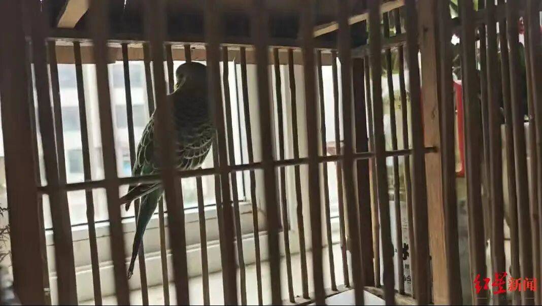 世界杯真钱开户
_男子在陕西一景区套圈套中鹦鹉带回家饲养世界杯真钱开户
,鹦鹉死后父亲感染“鹦鹉热”,“整个肺部全白了”;医生:潜伏期5至14天,早期表现类似流感