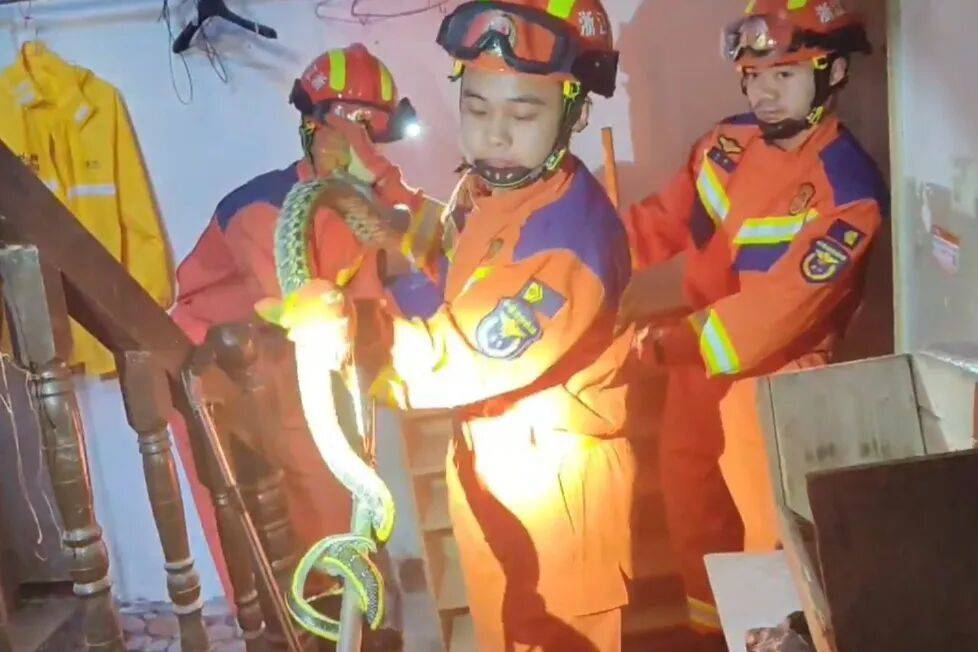 皇冠信用盘怎么代理_宁波一男子出门上班皇冠信用盘怎么代理，打开鞋柜竟发现一条大蛇，消防：是菜花蛇，已带到野外放生