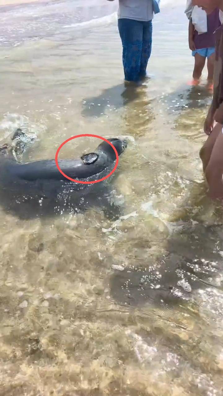 欧冠赛程
_大连男子海边捡到个“黑疙瘩”欧冠赛程
,海科院确认为网红斑海豹“娜娜”的定位器,工作人员:属自然脱离,后期不会再装