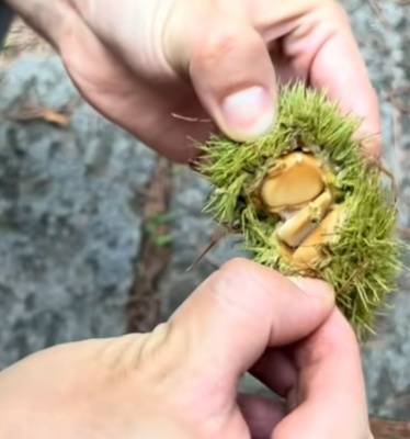 皇冠暗水_年轻人纷纷涌入皇冠暗水，杭州有人捡了两大筐！但有一点要注意