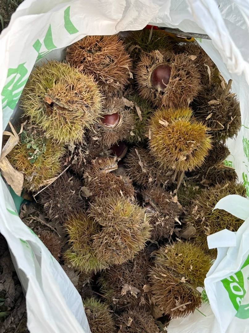 皇冠暗水_年轻人纷纷涌入皇冠暗水，杭州有人捡了两大筐！但有一点要注意