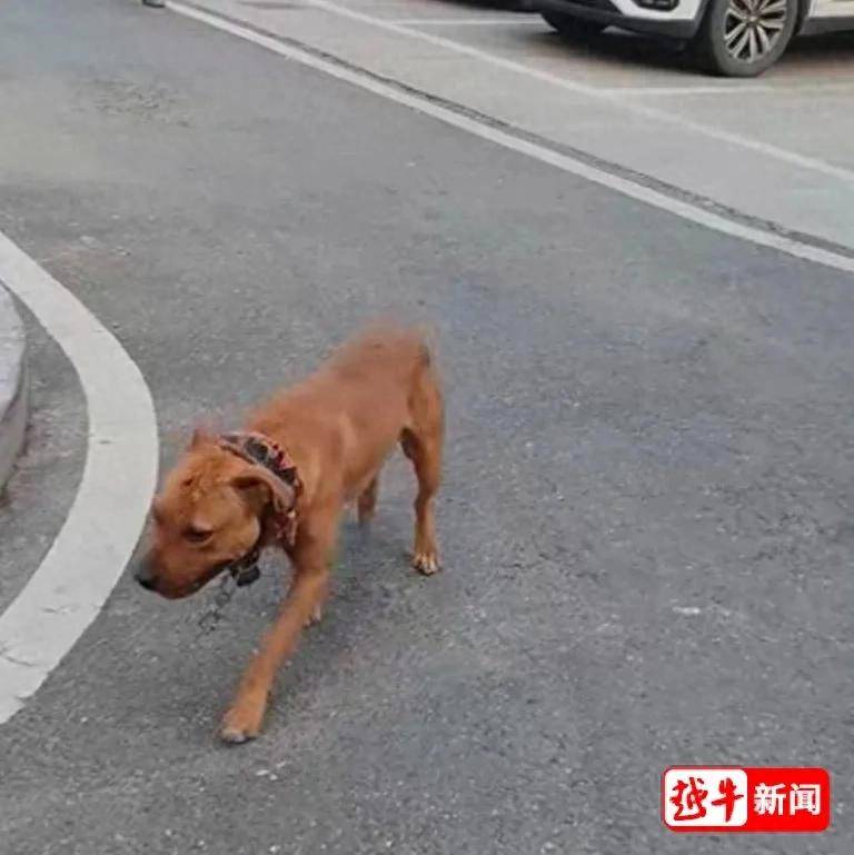 荷兰甲组联赛_浙江绍兴一小区两名环卫工人被烈性犬扑咬荷兰甲组联赛，其中一人遭长时间撕咬，伤势严重；事发地面上留有大片血迹，触目惊心；当地警方已介入调查