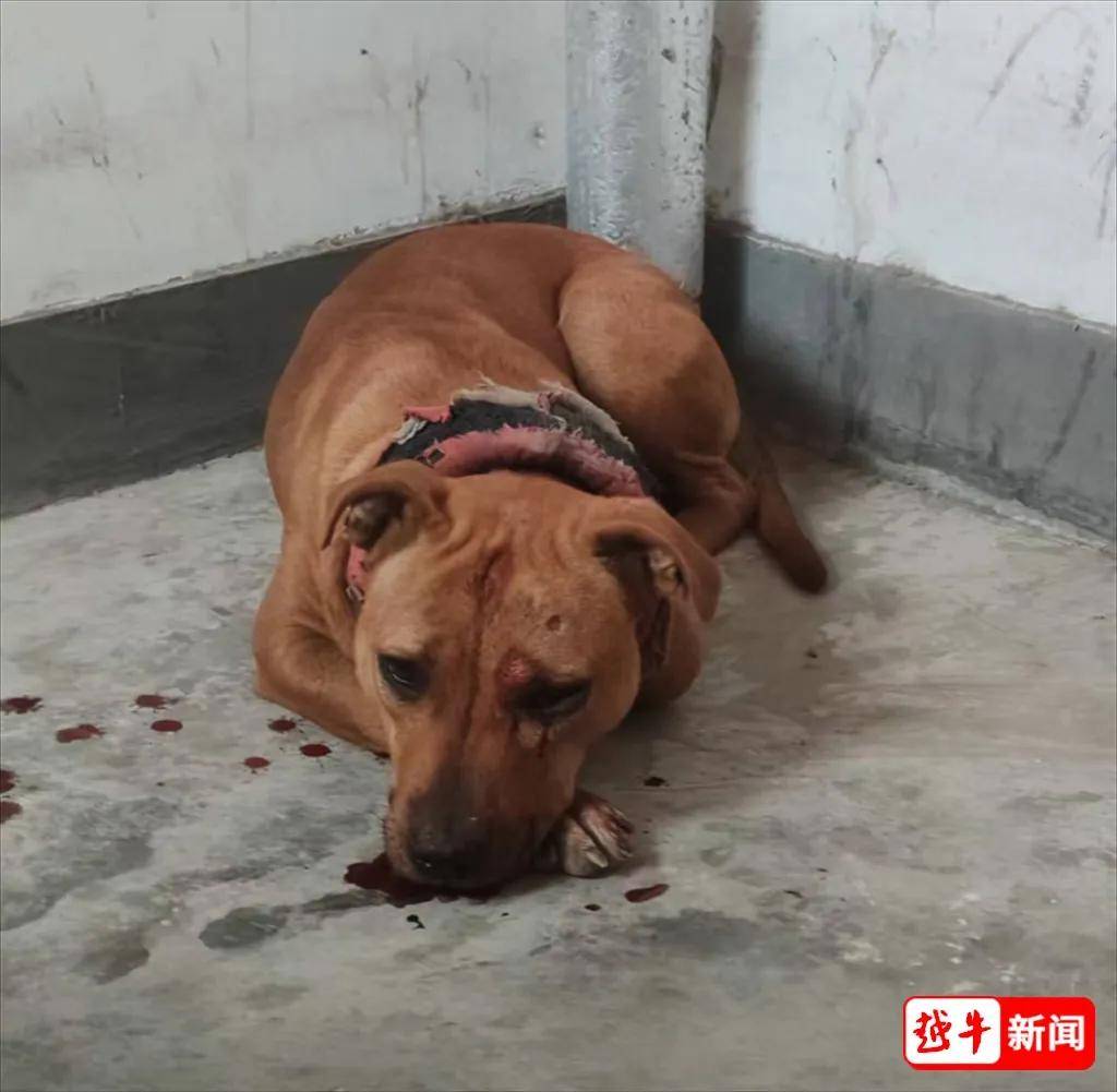 荷兰甲组联赛_浙江绍兴一小区两名环卫工人被烈性犬扑咬荷兰甲组联赛，其中一人遭长时间撕咬，伤势严重；事发地面上留有大片血迹，触目惊心；当地警方已介入调查