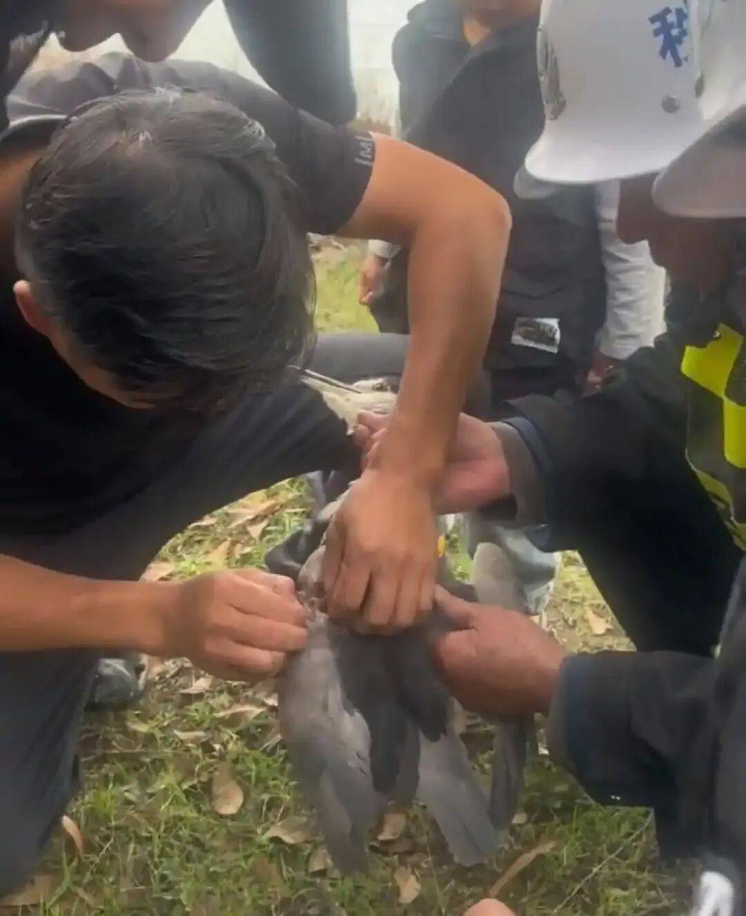 德国乙组联赛_“6个鱼钩德国乙组联赛，脚和翅膀全被钩住”，苏州市民在金鸡湖救下被鱼钩缠树上的夜鹭，园林林业执法人员已接走救治；公园：此处非垂钓点，将上报