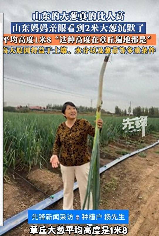 奥地利甲组联赛_山东女子在葱田里拿大葱的照片火了！拍摄者：女子是他的母亲奥地利甲组联赛，亲眼看到2米06高的大葱沉默了；得益于多重自然条件，葱田平均高度1米8以上